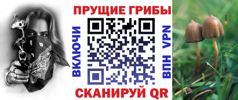 Галлюциногенные грибы Psilocybe  где купить   Гусь-Хрустальный 
